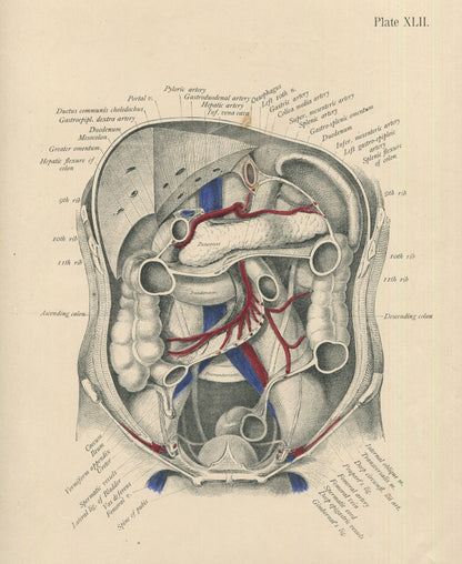 Matted Antique (c.1897) Anatomy Print, Plate XLII: Abdominal Cavity, Front