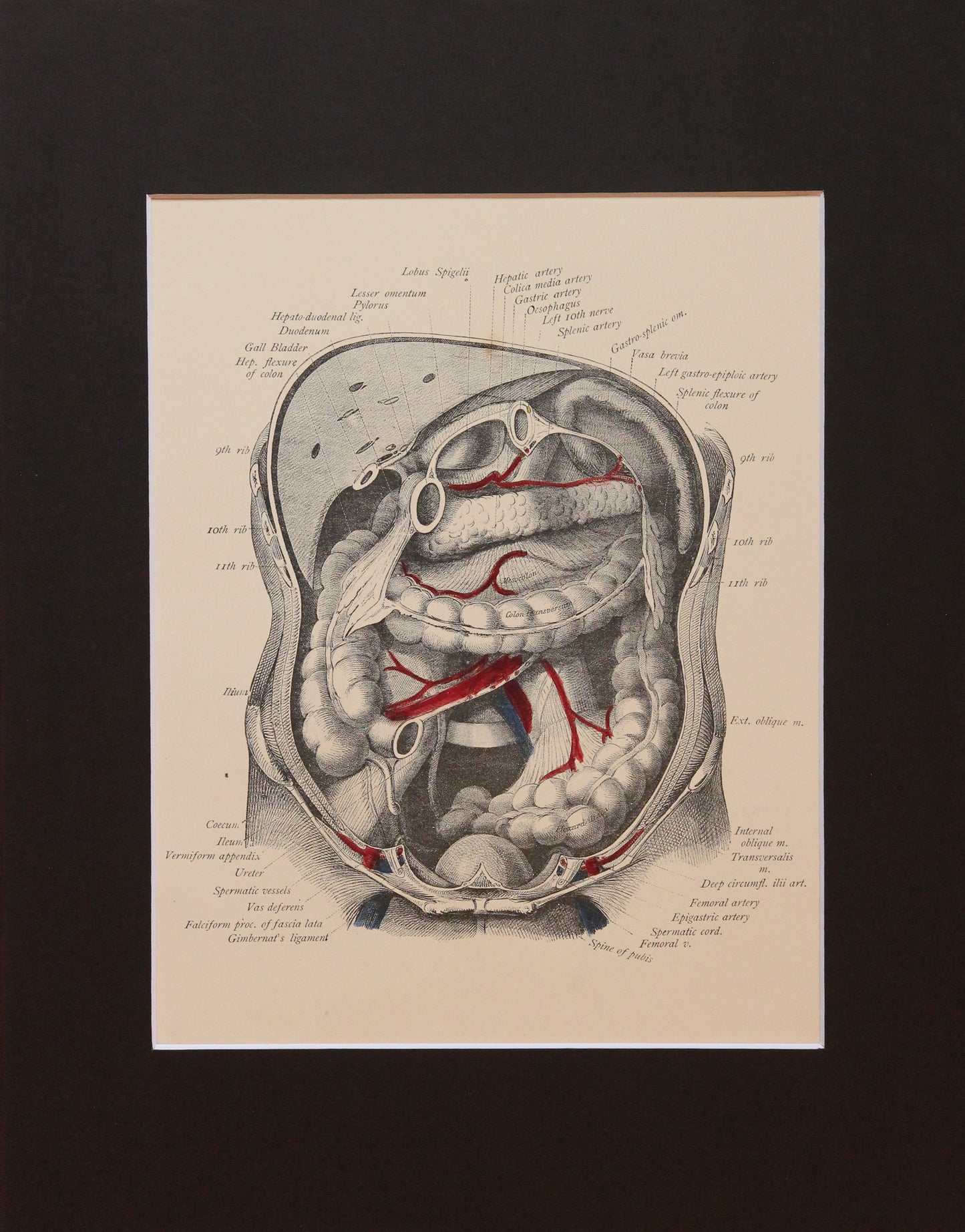 Matted Antique (c.1897) Anatomy Print, Plate XLIII: Abdominal Cavity, Anterior