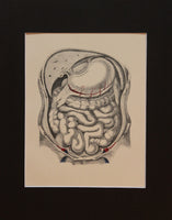 Matted Antique (c.1897) Anatomy Print, Plate XLIV: Abdominal Cavity, Anterior