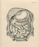 Matted Antique (c.1897) Anatomy Print, Plate XLIV: Abdominal Cavity, Anterior
