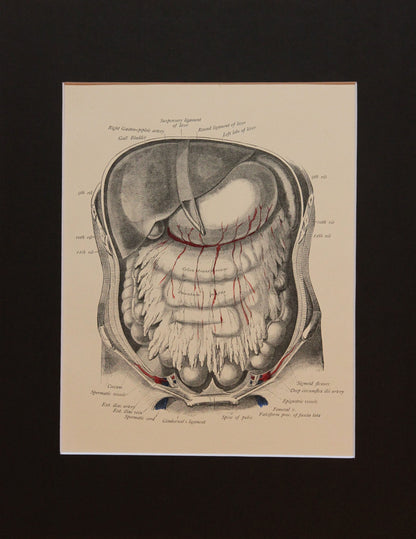 Matted Antique (c.1897) Anatomy Print, Plate XLV: Abdominal Cavity & Liver