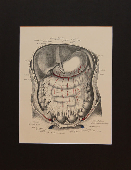 Matted Antique (c.1897) Anatomy Print, Plate XLV: Abdominal Cavity & Liver