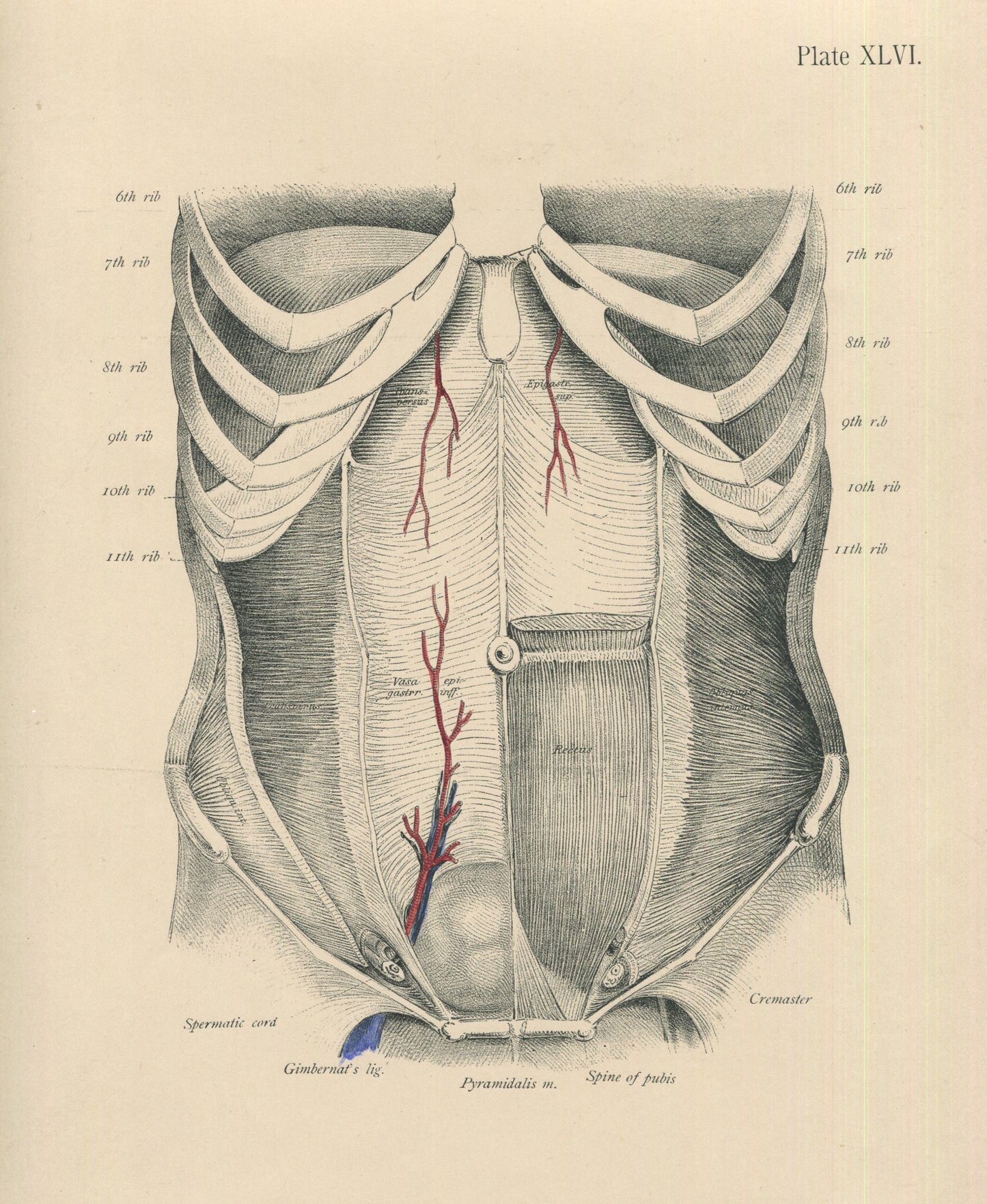 Matted Antique (c.1897) Anatomy Print, Plate XLVI: Anterior Abdominal Wall