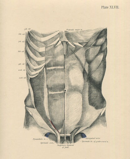 Matted Antique (c.1897) Anatomy Print, Plate XLVII: Anterior Abdominal Wall