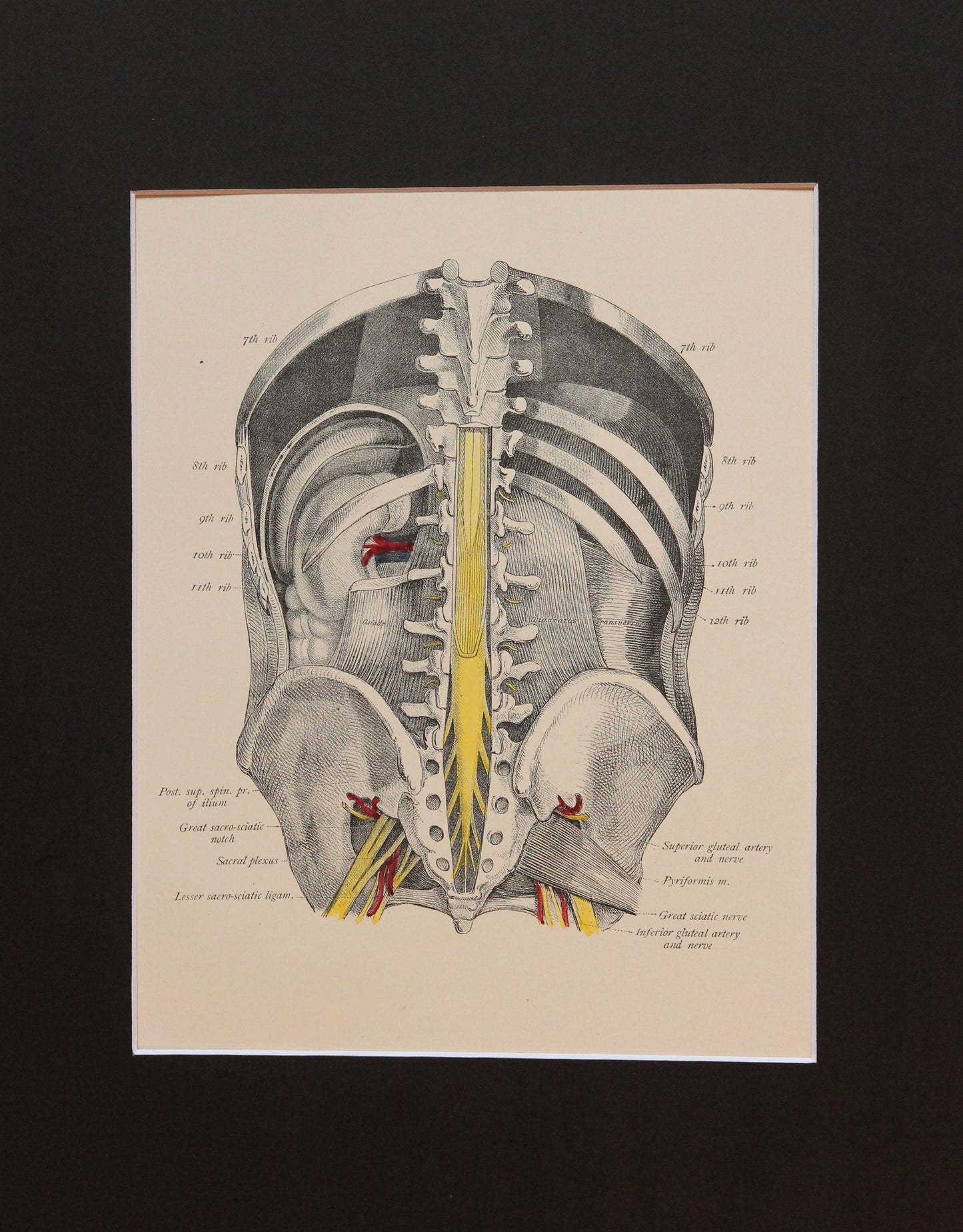 Matted Antique (c.1897) Anatomy Print, Plate XLVIII: Posterior Abdominal Wall
