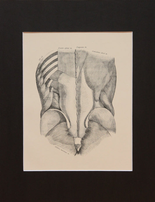 Matted Antique (c.1897) Anatomy Print, Plate XLVIX: Posterior Abdominal Wall