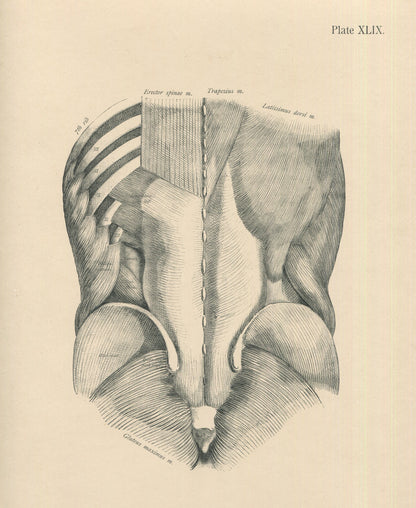 Matted Antique (c.1897) Anatomy Print, Plate XLVIX: Posterior Abdominal Wall