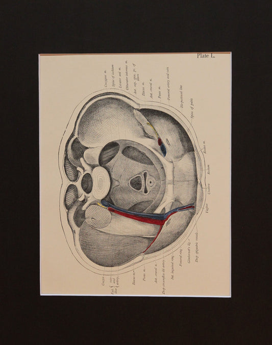 Matted Antique (c.1897) Anatomy Print, Plate L: Lower Abdomen & Pelvis