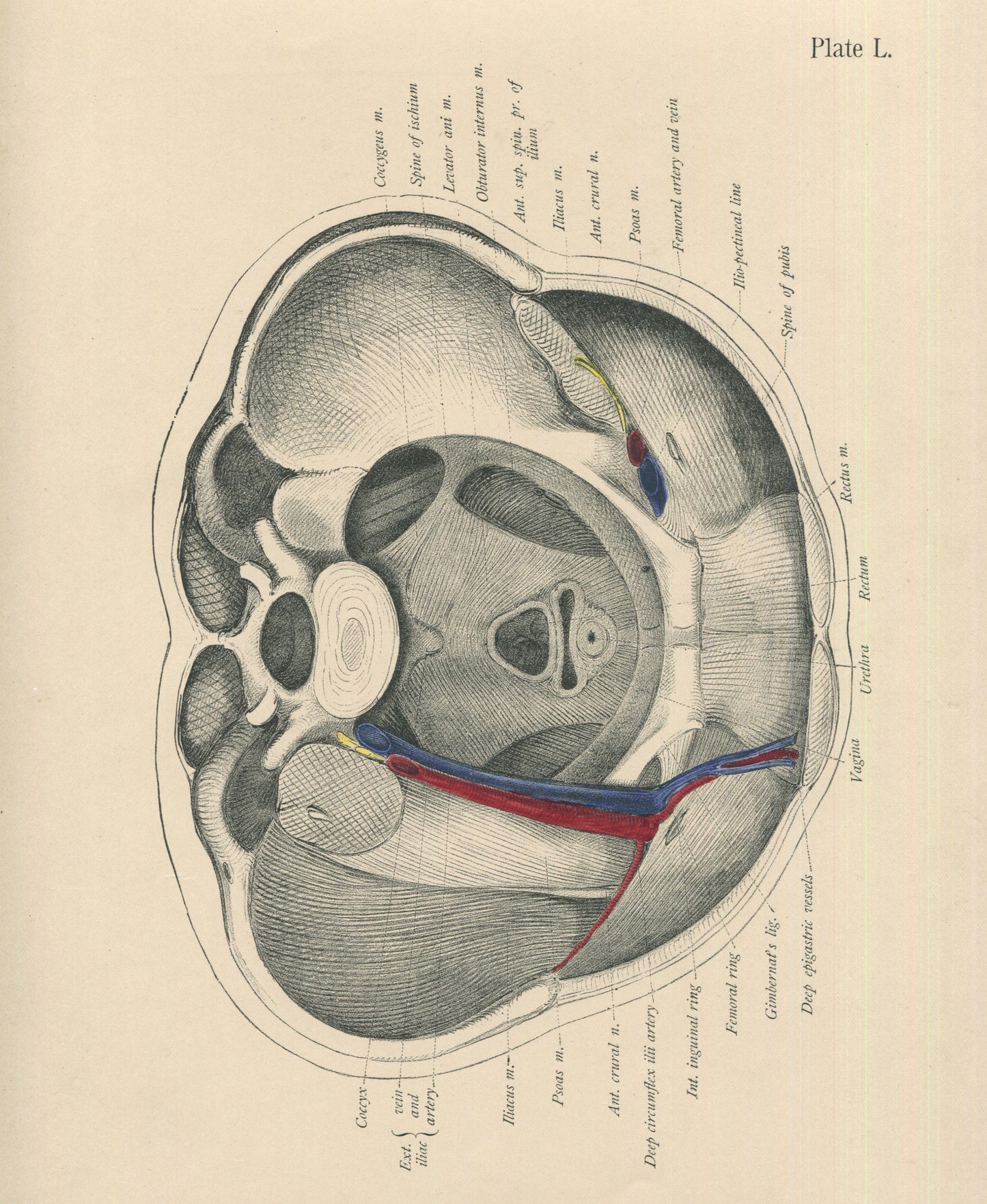 Matted Antique (c.1897) Anatomy Print, Plate L: Lower Abdomen & Pelvis