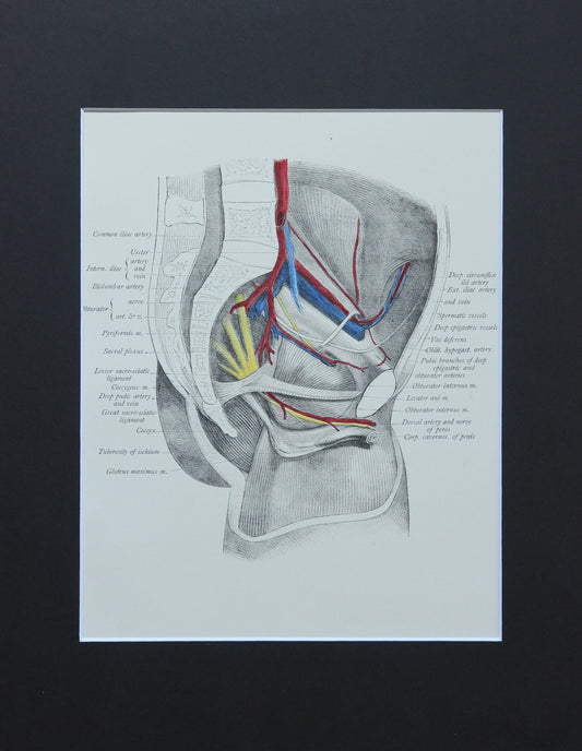 Matted Antique (c.1897) Anatomy Print, Plate LI: Lateral Wall of the Pelvis