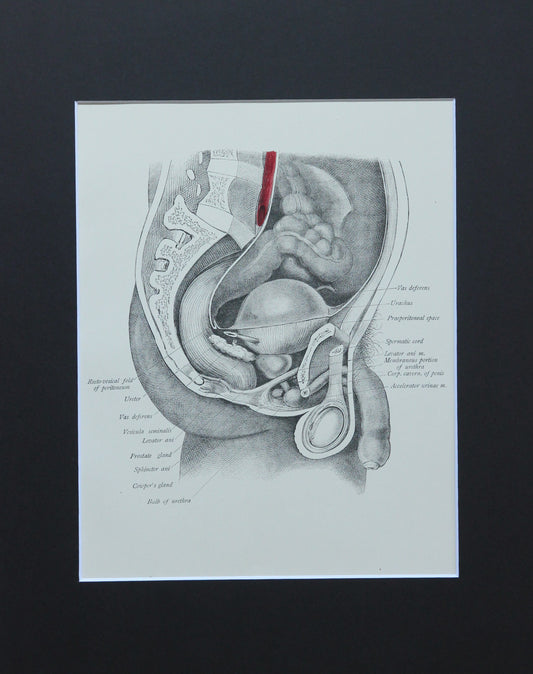 Matted Antique (c.1897) Anatomy Print, Plate LII: Male Pelvic Organs (Penis)