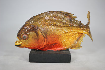 Piranha Taxidermy Mounted on Wood Base from Brazil