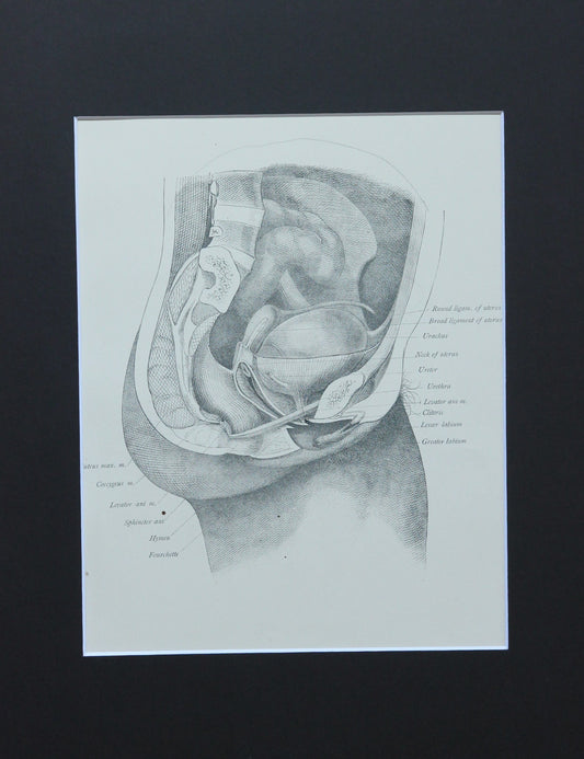 Matted Antique (c.1897) Anatomy Print, Plate LIII: Female Pelvic Organs (Vagina)