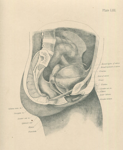 Matted Antique (c.1897) Anatomy Print, Plate LIII: Female Pelvic Organs (Vagina)