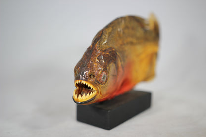 Piranha Taxidermy Mounted on Wood Base from Brazil