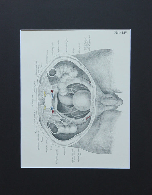 Matted Antique (c.1897) Anatomy Print, Plate LIV: Male Pelvic Organs (Penis)