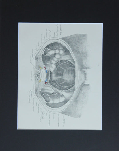 Matted Antique (c.1897) Anatomy Print, Plate LV: Female Pelvic Organs (Vagina)