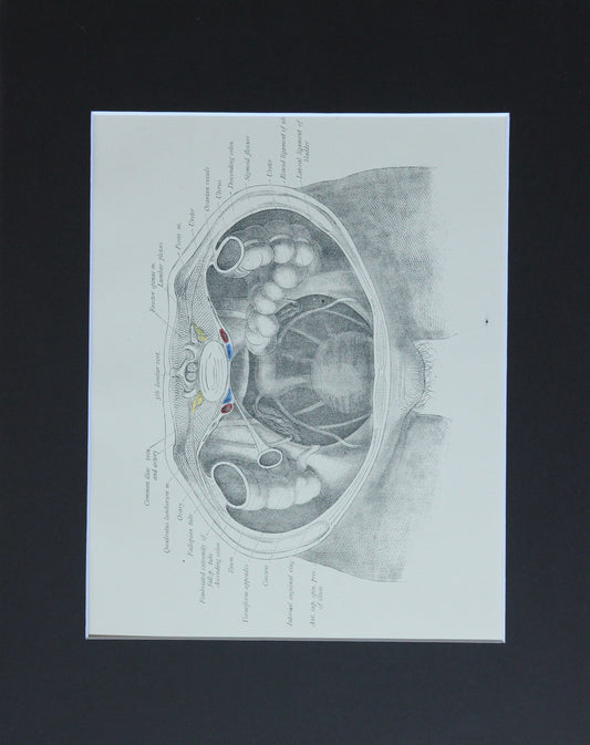 Matted Antique (c.1897) Anatomy Print, Plate LV: Female Pelvic Organs (Vagina)