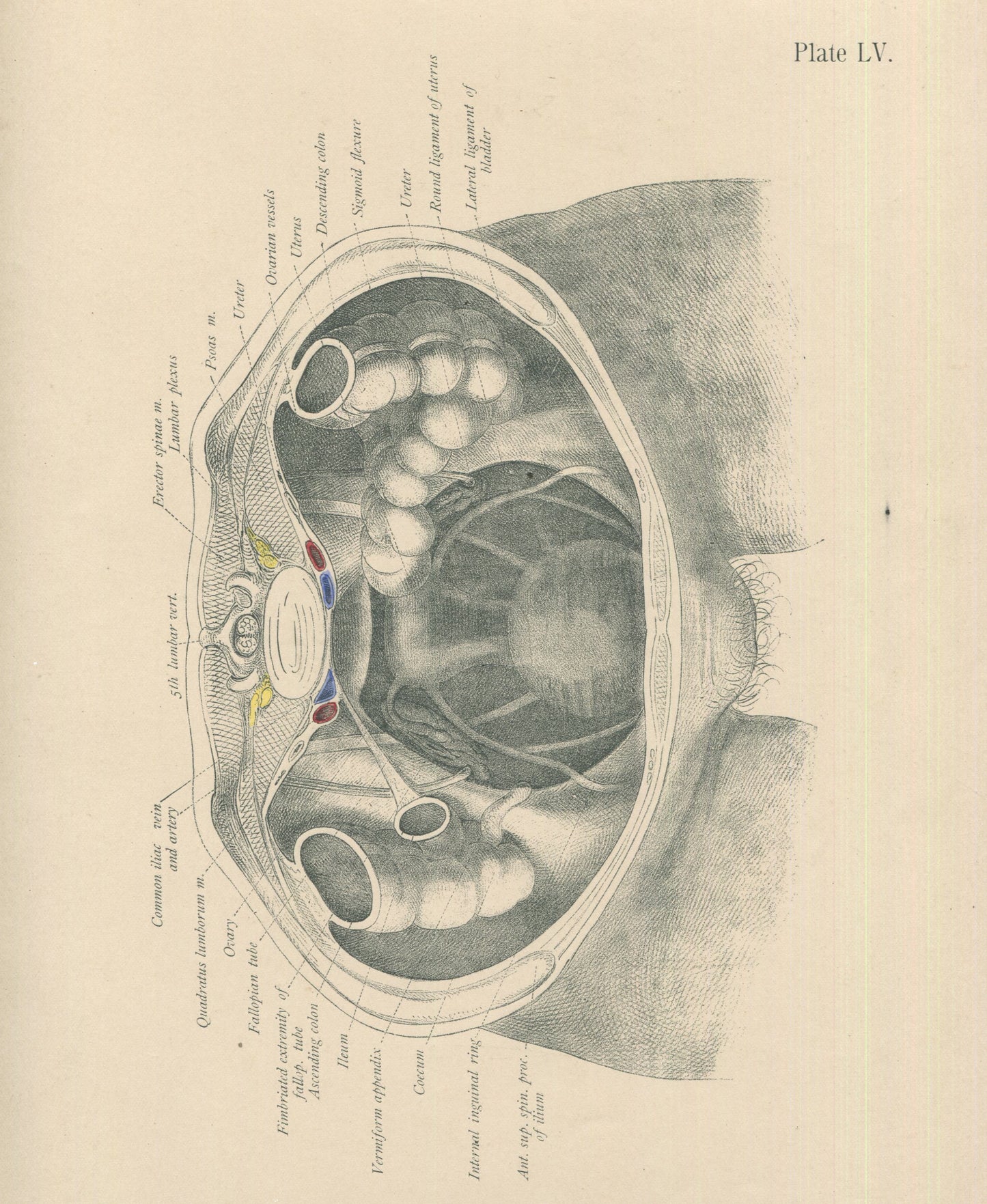 Matted Antique (c.1897) Anatomy Print, Plate LV: Female Pelvic Organs (Vagina)
