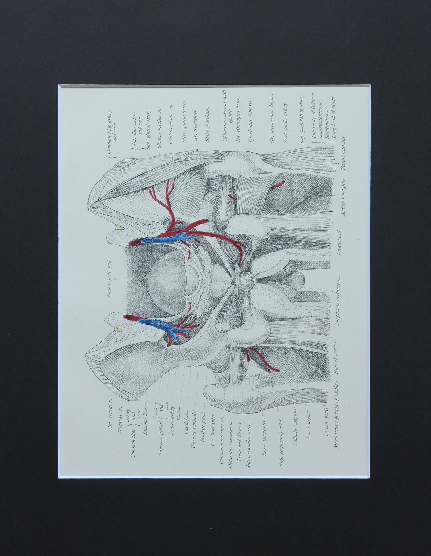 Matted Antique (c.1897) Anatomy Print, Plate LVI: Male Urinary & Sexual Organs