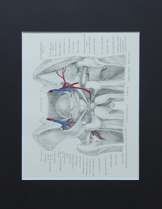 Matted Antique (c.1897) Anatomy Print, Plate LVI: Male Urinary & Sexual Organs