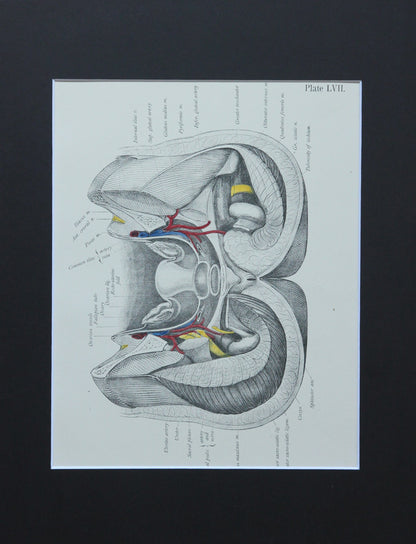 Matted Antique (c.1897) Anatomy Print, Plate LVII: Female Internal Sexual Organs