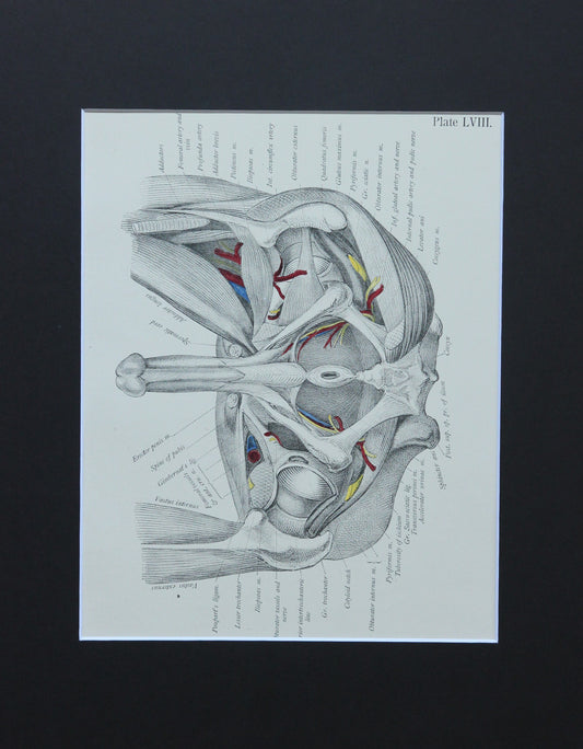 Matted Antique (c.1897) Anatomy Print, Plate LVIII: Male Pelvis (Penis & Rectum)