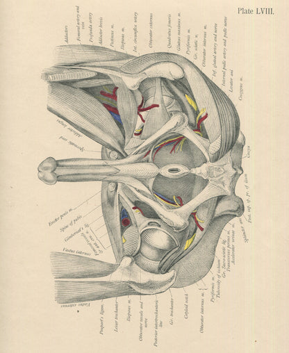 Matted Antique (c.1897) Anatomy Print, Plate LVIII: Male Pelvis (Penis & Rectum)