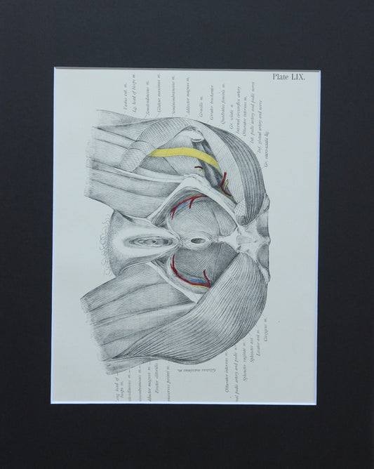 Matted Antique (c.1897) Anatomy Print, Plate LIX:  Female Pelvis (Vagina & Rectum)