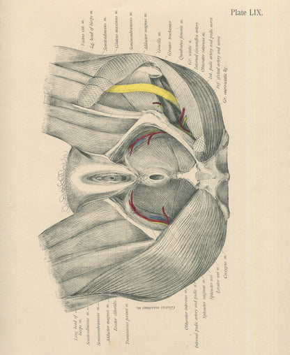Matted Antique (c.1897) Anatomy Print, Plate LIX:  Female Pelvis (Vagina & Rectum)