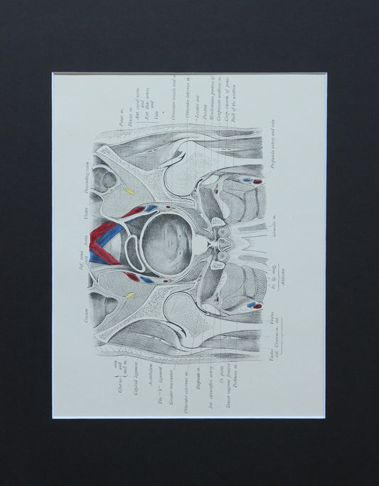 Matted Antique (c.1897) Anatomy Print, Plate LX: The Male Pelvis & Hip Joint