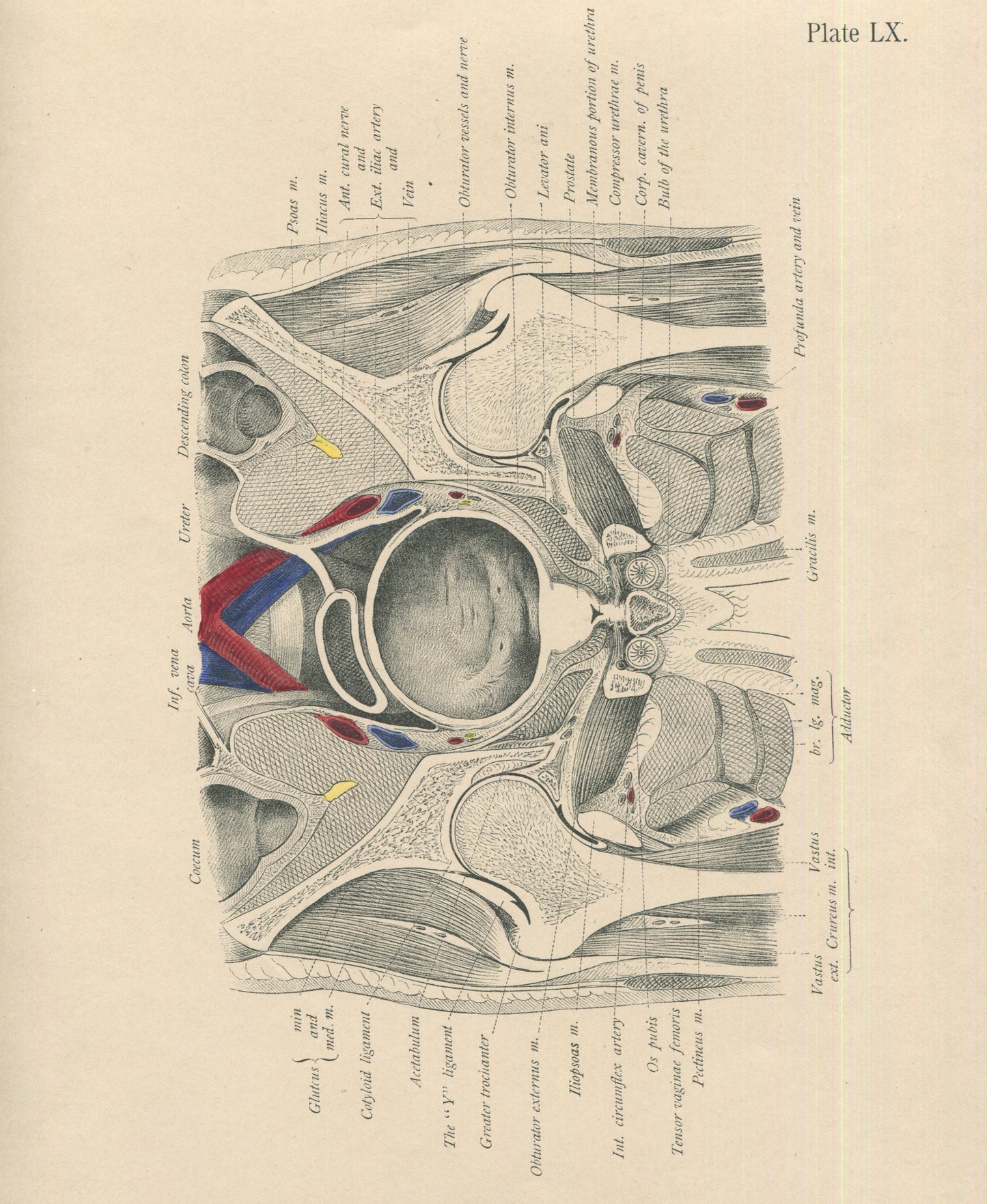 Matted Antique (c.1897) Anatomy Print, Plate LX: The Male Pelvis & Hip Joint