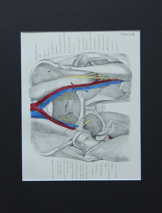 Matted Antique (c.1897) Anatomy Print, Plate LXI: The Male Pelvis & Hip Joint