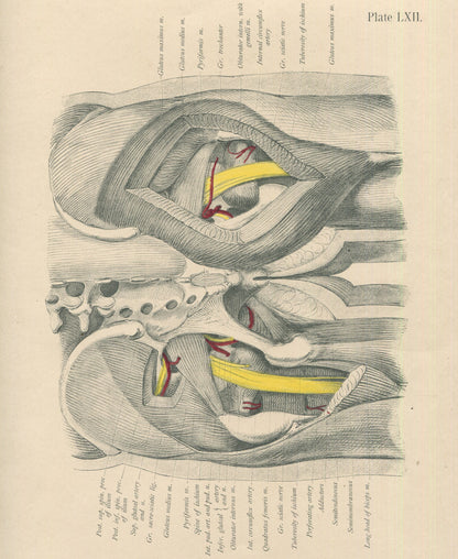Matted Antique (c.1897) Anatomy Print, Plate LXII: The Female Pelvis & Hip Joint