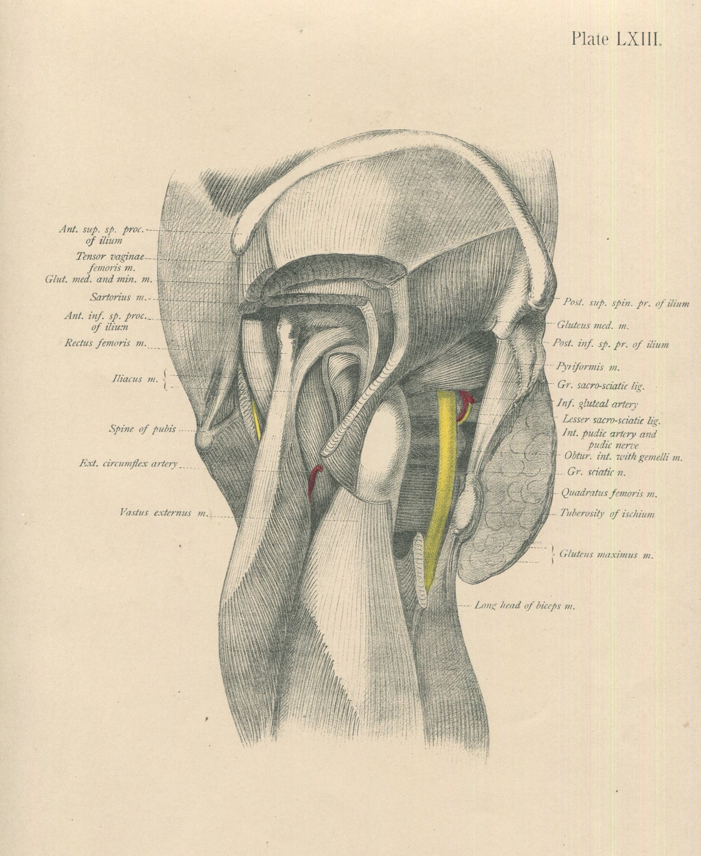 Matted Antique (c.1897) Anatomy Print, Plate LXIII: The Female Pelvis & Hip Joint