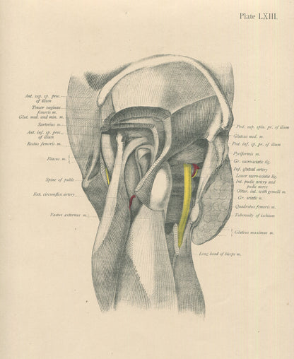 Matted Antique (c.1897) Anatomy Print, Plate LXIII: The Female Pelvis & Hip Joint