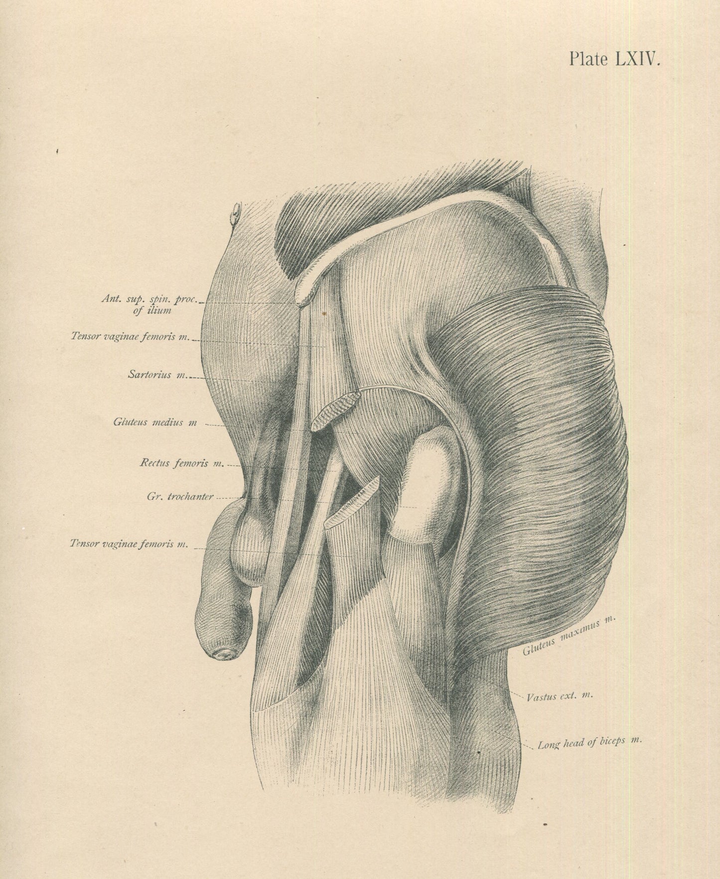 Matted Antique (c.1897) Anatomy Print, Plate LXIV: Hip Joint Region & Penis