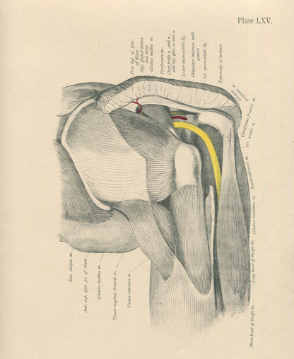 Matted Antique (c.1897) Anatomy Print, Plate LXV: Hip Joint, Lateral View