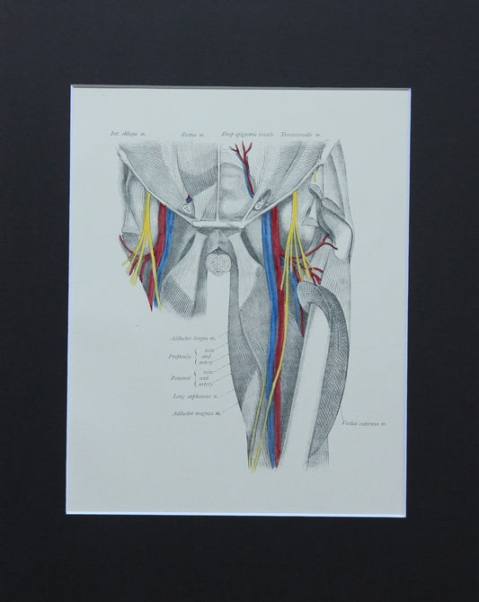Matted Antique (c.1897) Anatomy Print, Plate LXVI: Hip Joint, Anterior View