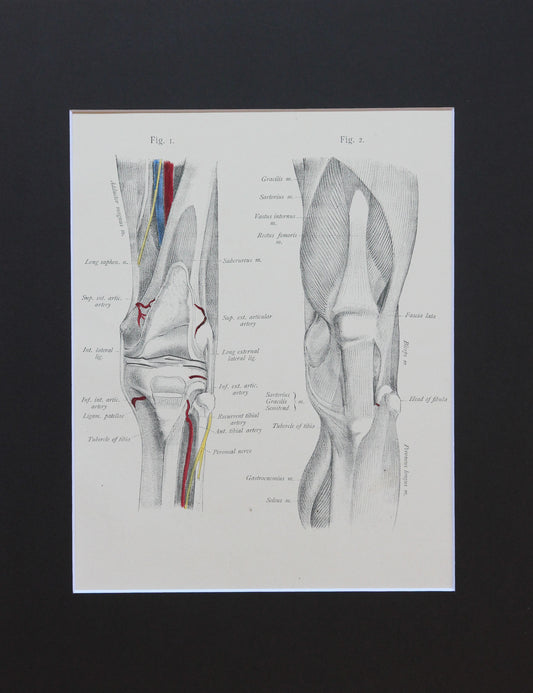 Matted Antique (c.1897) Anatomy Print, Plate LXVIII: The Knee Joint
