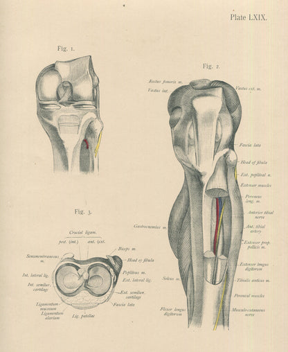 Matted Antique (c.1897) Anatomy Print, Plate LXIX: The Knee Joint