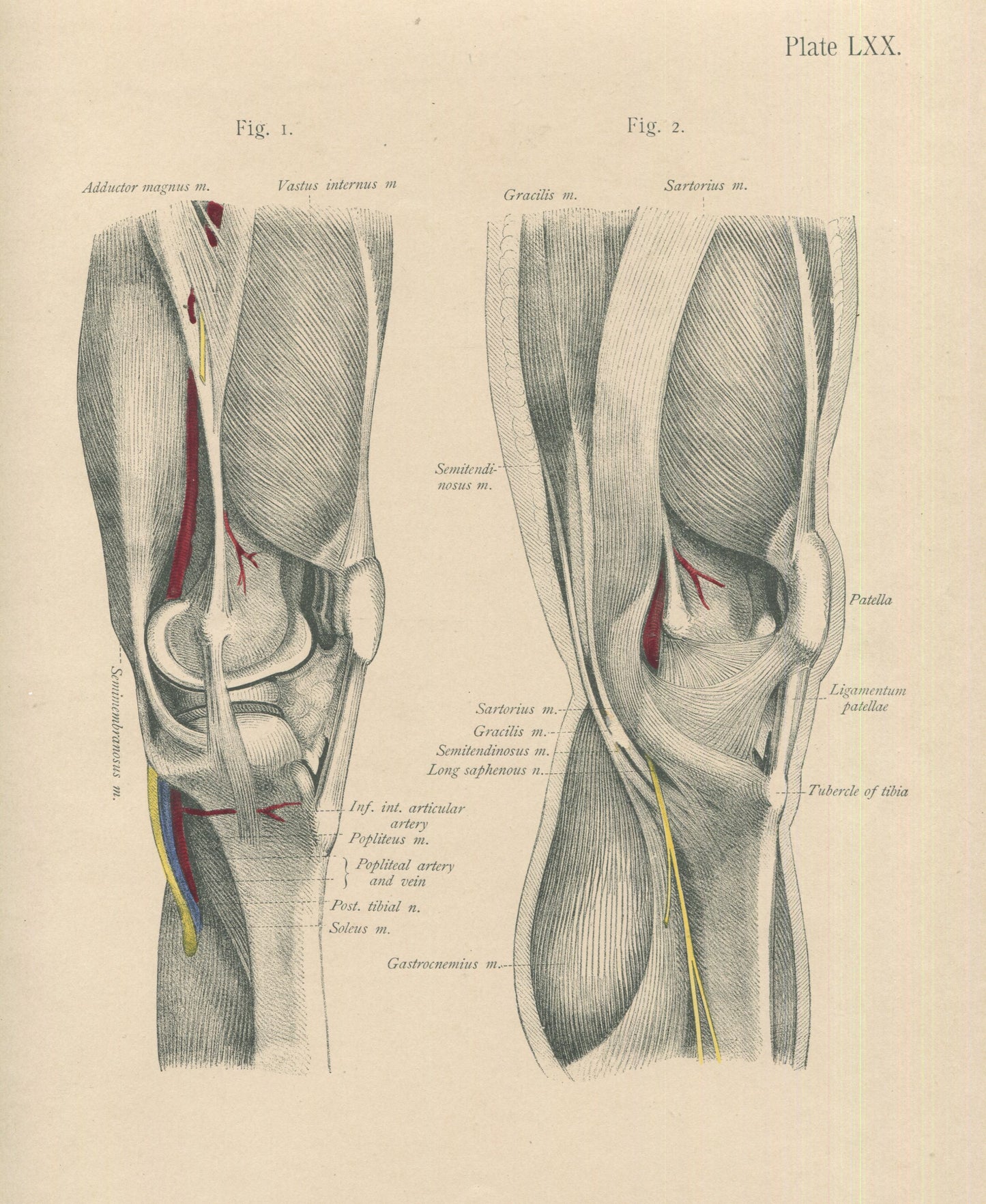 Matted Antique (c.1897) Anatomy Print, Plate LXX: The Knee Joint, Inner Side