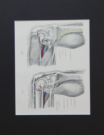 Matted Antique (c.1897) Anatomy Print, Plate LXXI: The Knee Joint, Bent