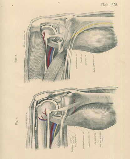 Matted Antique (c.1897) Anatomy Print, Plate LXXI: The Knee Joint, Bent