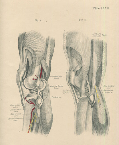 Matted Antique (c.1897) Anatomy Print, Plate LXXII: The Knee Joint, Outer Side