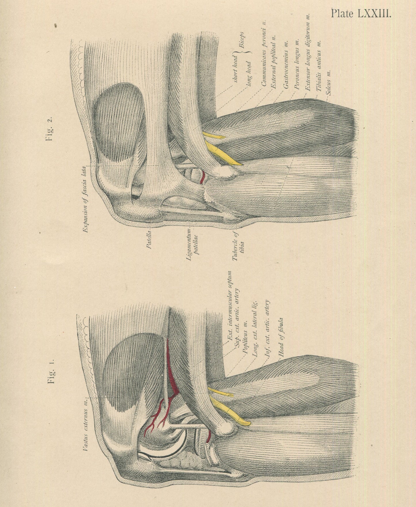 Matted Antique (c.1897) Anatomy Print, Plate LXXIII: The Knee Joint, Outer Side