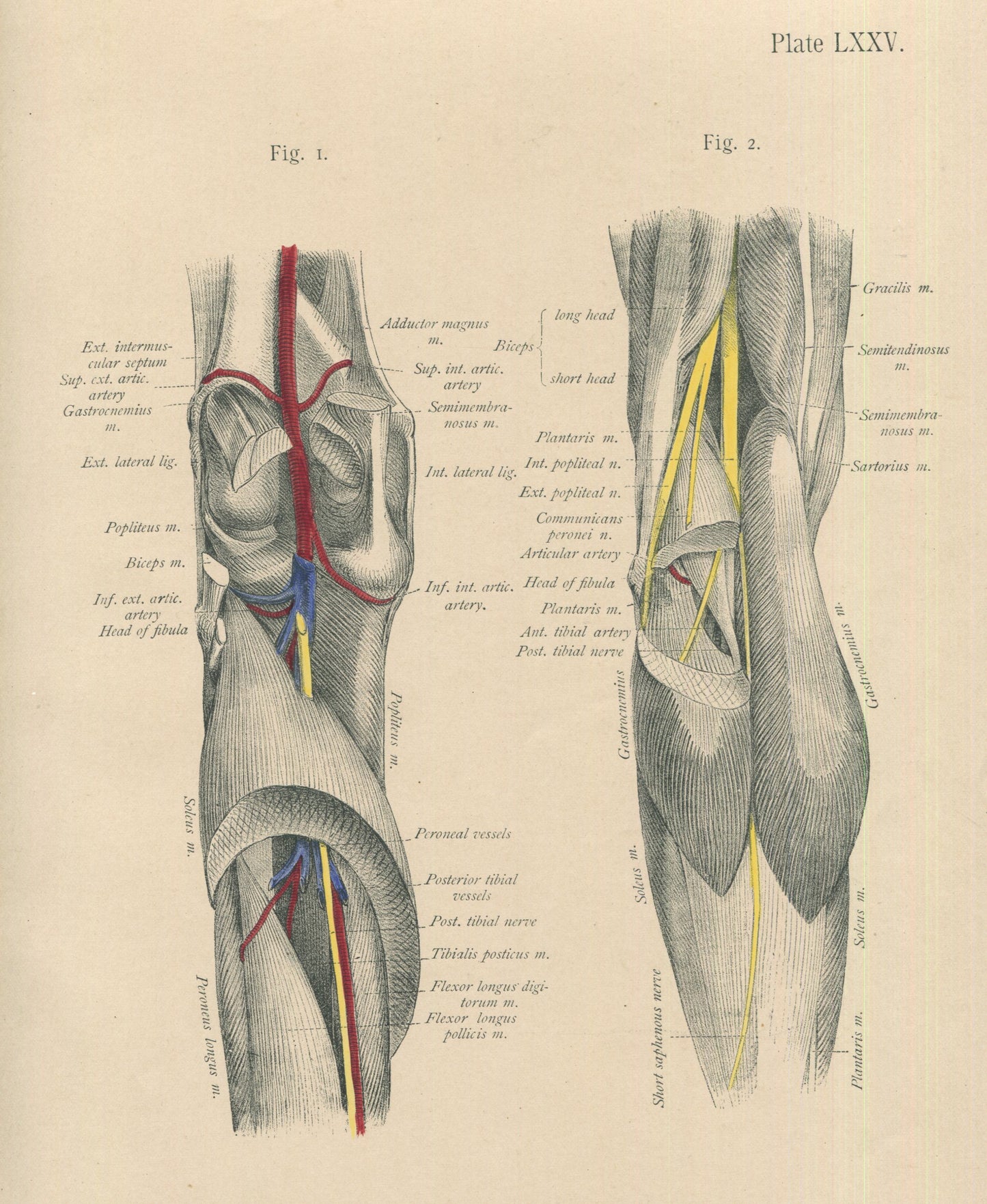 Matted Antique (c.1897) Anatomy Print, Plate LXXV: The Knee & Leg, Posterior View