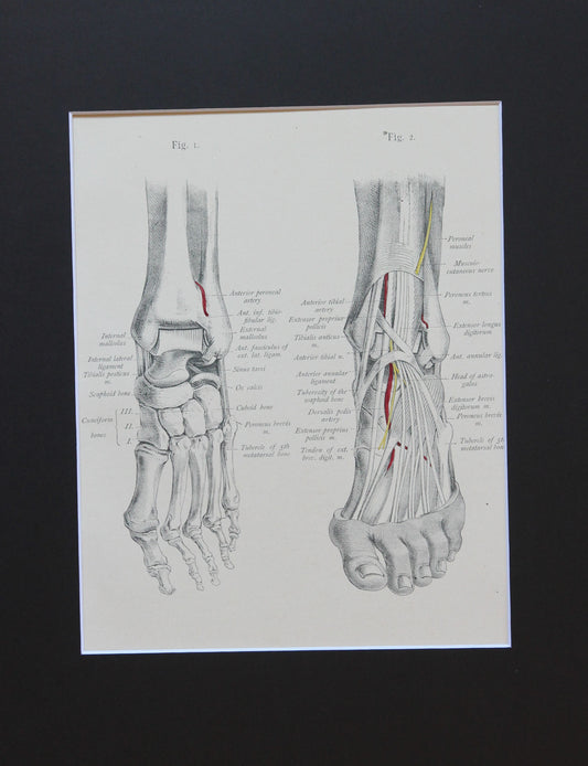 Matted Antique (c.1897) Anatomy Print, Plate LXXVI: The Foot, Skeleton & Muscles