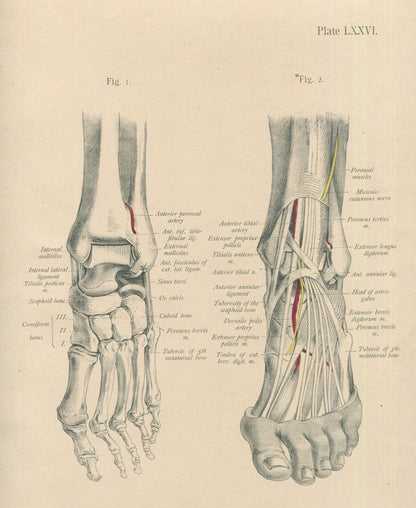 Matted Antique (c.1897) Anatomy Print, Plate LXXVI: The Foot, Skeleton & Muscles