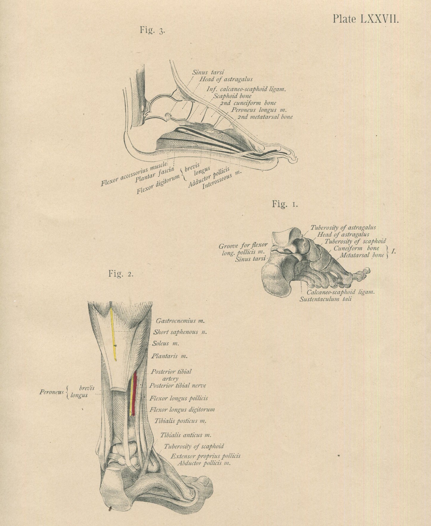 Matted Antique (c.1897) Anatomy Print, Plate LXXVII: The Foot, Skeleton & Muscles